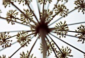 FOENICULUM VULGARE PURPUREUM, FENNEL - BRONZE FENNEL