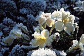 PRIMULA VULGARIS, PRIMROSE