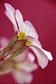 PRIMULA VULGARIS, PRIMROSE