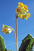 PRIMULA VERIS, COWSLIP