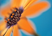 OSTEOSPERMUM ‘ORANGE SYMPHONY’, OSTEOSPERMUM