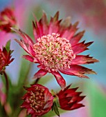 ASTRANTIA, ASTRANTIA, MASTERWORT