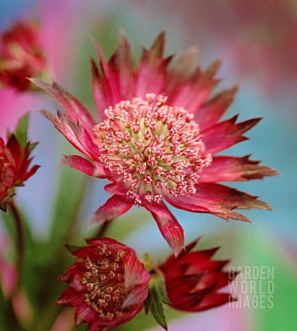 ASTRANTIA_ASTRANTIA_MASTERWORT