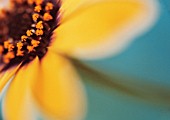 OSTEOSPERMUM ‘ORANGE SYMPHONY’, OSTEOSPERMUM