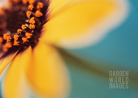 OSTEOSPERMUM_ORANGE_SYMPHONY_OSTEOSPERMUM