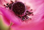 ANEMONE CORONARIA, ANEMONE