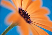 OSTEOSPERMUM ‘ORANGE SYMPHONY’, OSTEOSPERMUM