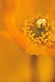 PAPAVER CROCEUM, PAPAVER NUDICALE, POPPY - ICELANDIC POPPY