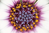 OSTEOSPERMUM ‘PHILIP’, OSTEOSPERMUM