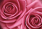 ROSA, ROSE