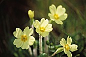 PRIMULA VULGARIS, PRIMROSE