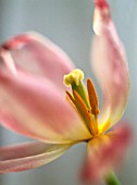 TULIPA, TULIP