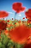 PAPAVER, POPPY