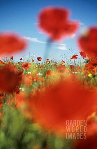 PAPAVER_POPPY