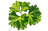 PETROSELINUM, PARSLEY