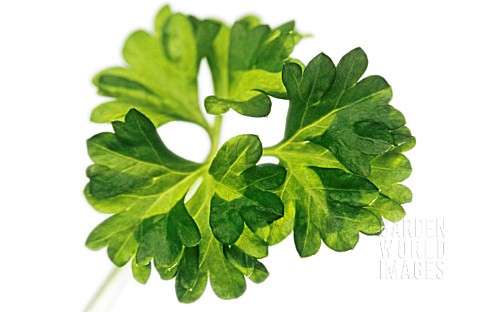 PETROSELINUM_PARSLEY