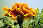 TAGETES, MARIGOLD - FRENCH MARIGOLD