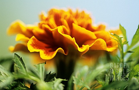 TAGETES_MARIGOLD__FRENCH_MARIGOLD