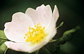 ROSA CANINA, ROSE, WILD ROSE, DOG ROSE