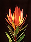 LEUCADENDRON, LEUCADENDRON