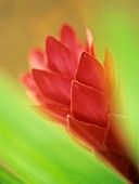 ETLINGERA ELATIOR, TORCH GINGER