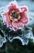 POTENTILLA, POTENTILLA