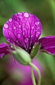 GERANIUM, GERANIUM, CRANESBILL