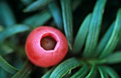 TAXUS, YEW