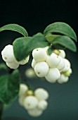 SYMPHORICAPOS RIVULARIS, SNOW-BERRY