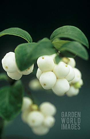 SYMPHORICAPOS_RIVULARIS_SNOWBERRY