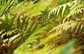 PTERIDIUM AQUILINUM, FERN - BRACKEN