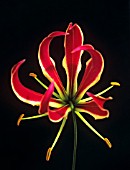 GLORIOSA SUPERBA, GLORIOSA LILY