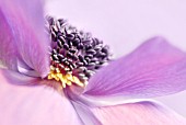 ANEMONE CORONARIA, ANEMONE