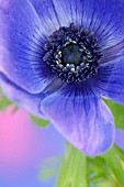 ANEMONE CORONARIA, ANEMONE