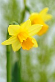 NARCISSUS ‘FEBRUARY GOLD’, NARCISSUS