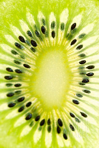 ACTINIDIA_CHINENSIS_KIWI