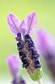 LAVANDULA STOECHAS, LAVENDER - FRENCH LAVENDER