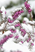 ERICA CARNEA, HEATHER, WINTER HEATH, SPRING HEATH, BELL HEATHER