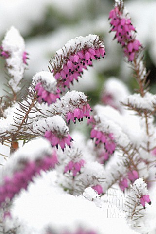 ERICA_CARNEA_HEATHER_WINTER_HEATH_SPRING_HEATH_BELL_HEATHER