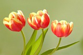 TULIPA, TULIP