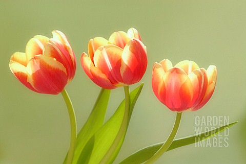 TULIPA_TULIP