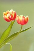 TULIPA, TULIP