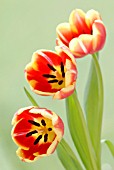 TULIPA, TULIP