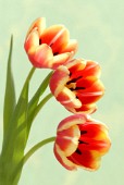 TULIPA, TULIP