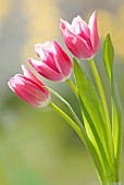 TULIPA, TULIP