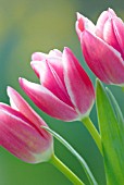 TULIPA, TULIP