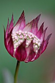 ASTRANTIA, ASTRANTIA, MASTERWORT