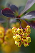 BERBERIS CREMULATA, BERBERIS