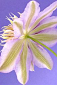 CLEMATIS JOSEPHINE, CLEMATIS