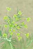 ANETHUM GRAVEOLENS, DILL